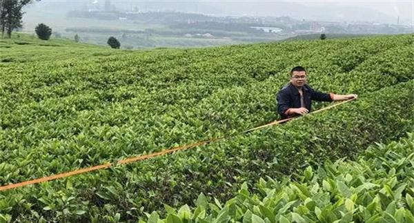 如何对茶树进行定型修剪