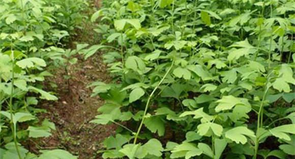 银杏种植的播种时间