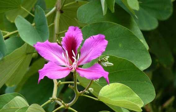 花卉种植方法