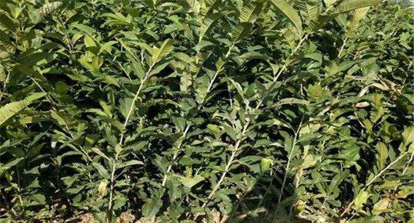 板栗实生苗的繁育方法