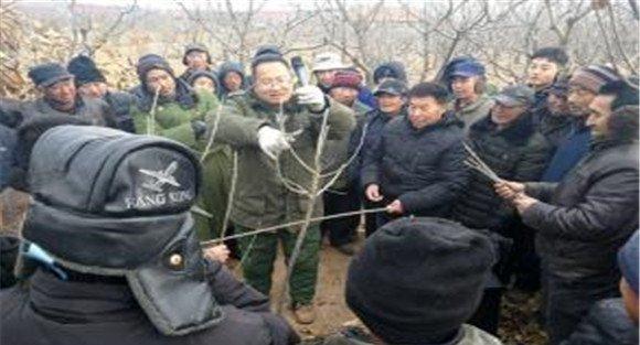 板栗种植技术与管理