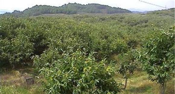 板栗种植