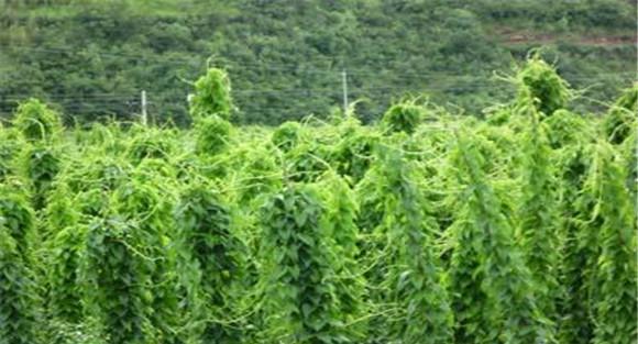 山药施肥技术