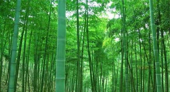 竹林如何管理 竹林幼林管理技术