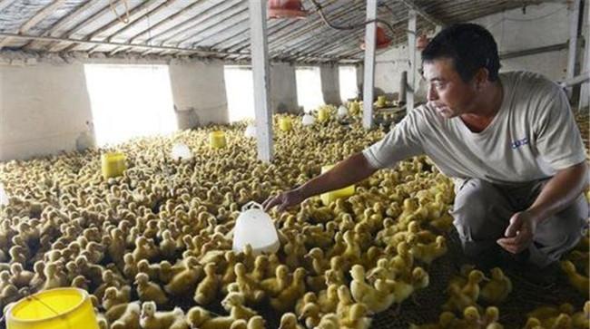 肉鸭养殖业的几个节约饲料的方法