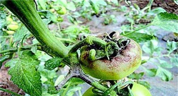 蔬菜疫病的防治技术要点