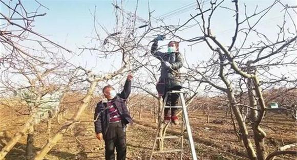 苹果树冻害如何防治