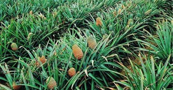 菠萝原产地与主要生产国家
