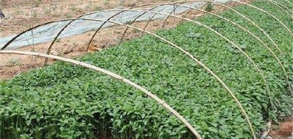 青椒播种育苗技术要点