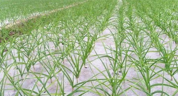 青蒜（蒜苗）露地高效栽培技术要点