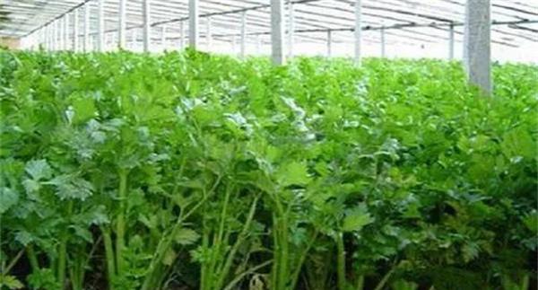 种植芹菜选择什么品种好