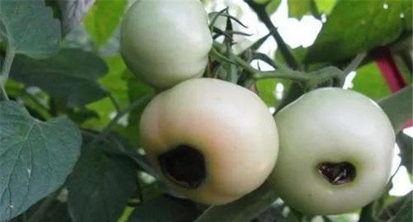番茄脐腐病的症状表现