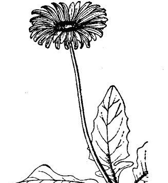 扶郎花的养殖技术与花期控制 花卉养殖方法