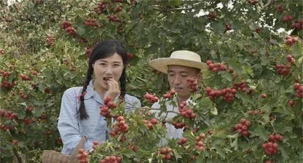 山楂的采收时间