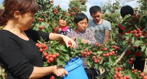 山楂的采收方法