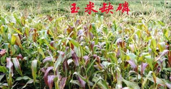 玉米缺磷的症状有哪些