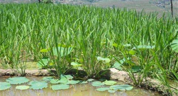 茭瓜种植管理技术要点