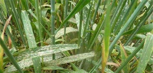 什么是小麦白粉病