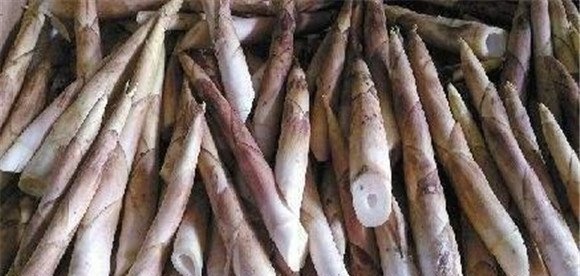 竹笋主要品种的形态特征