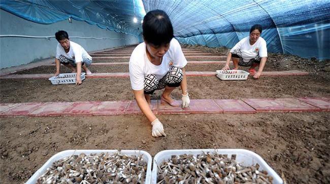 鸡枞菌人工种植技术要点