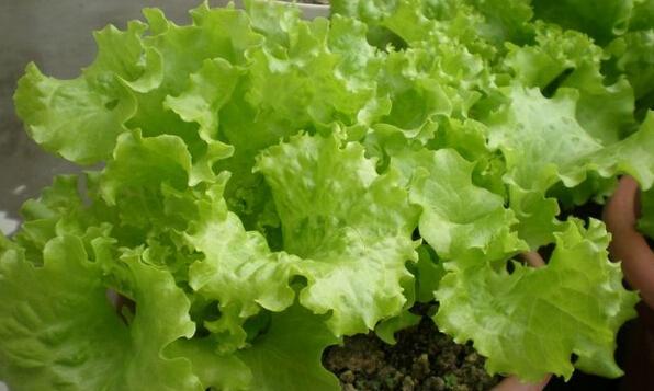 玻璃生菜的种植方法和技巧