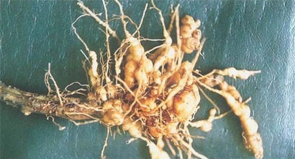 如何防治苍术根结线虫病