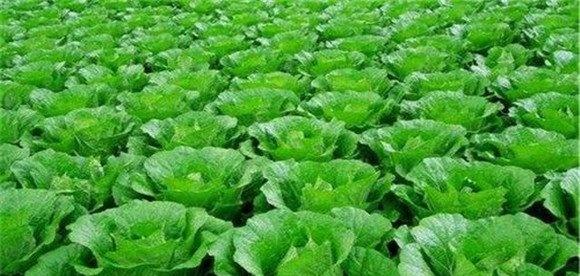 白菜类蔬菜的种植栽培情况