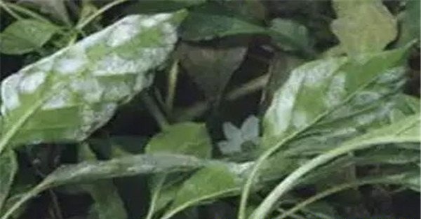 辣椒白粉病发病原因