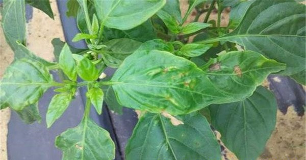 辣椒白粉病的防治方法