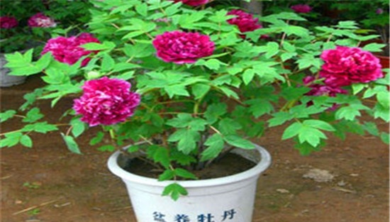 盆栽牡丹花