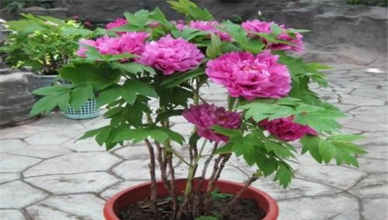 盆栽牡丹栽种要点