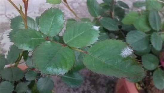牡丹花的常见病虫害