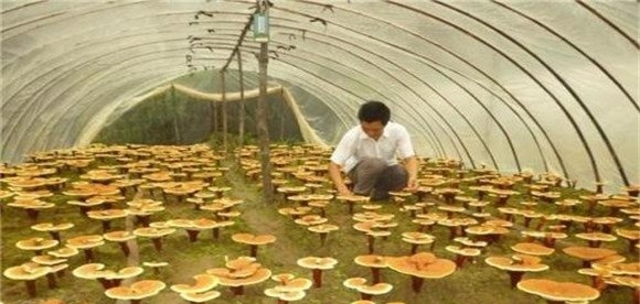 灵芝管理与种植步骤