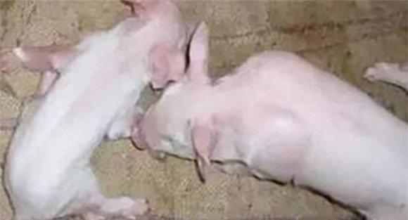 哺乳仔猪伪狂犬主要症状表现