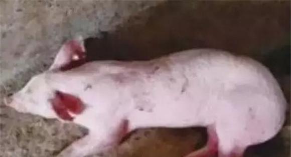 仔猪伪狂犬症