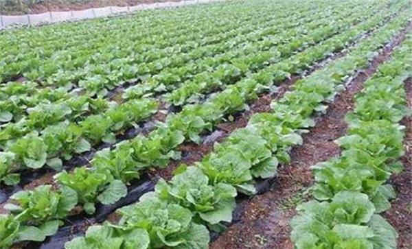 大白菜对光照和水分、土壤都有哪些要求