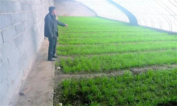 苗期管理