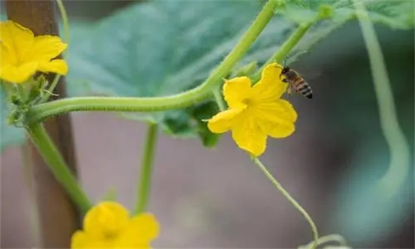 黄瓜雌花过多怎么办