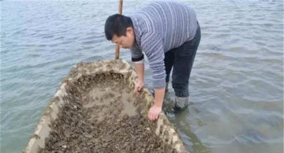 环境对蟹苗生长的影响