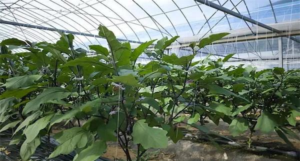 越冬茬大棚茄子的定植与管理
