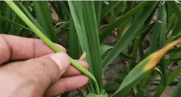 大蒜气生鳞茎繁殖的优点