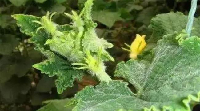 黄瓜花打顶的原因是什么