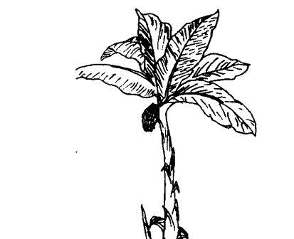 花卉的功效与作用