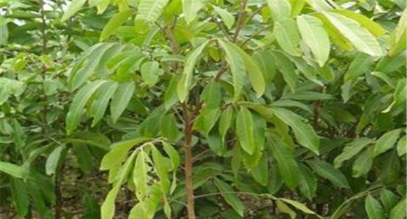 龙眼的定植要求