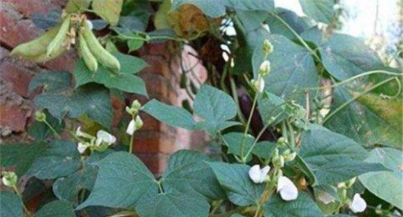 白扁豆种植技术