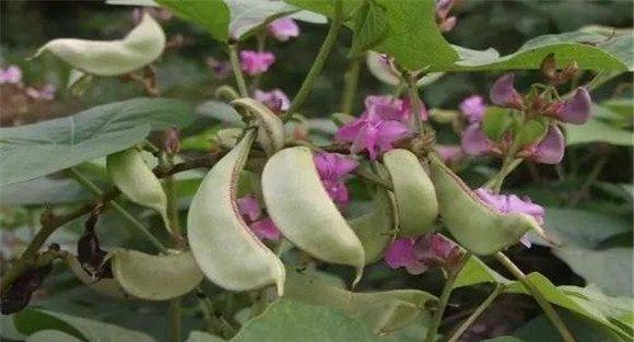 种植白扁豆的田间管理要点