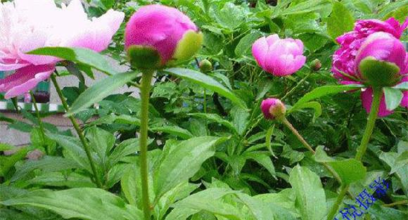 芍药花的养殖方法