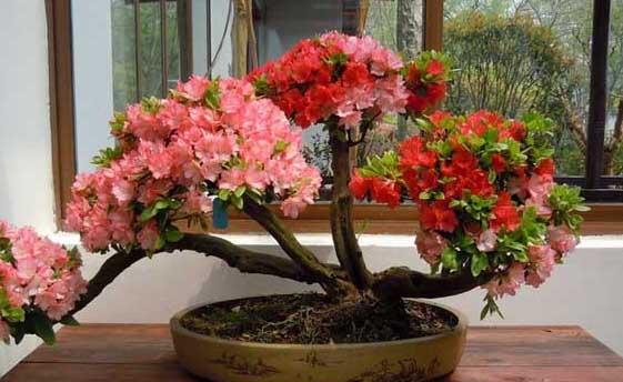 杜鹃种植方法