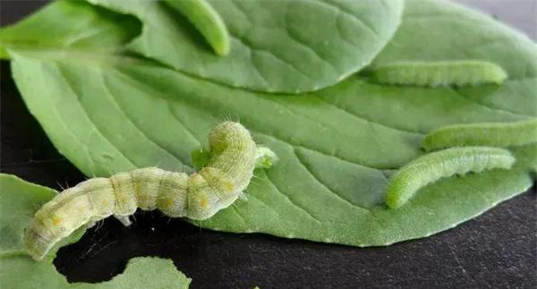 怎样防治菜青虫