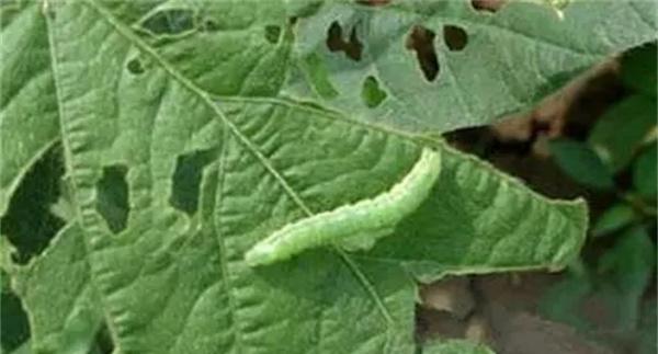 菜青虫用什么药效果好